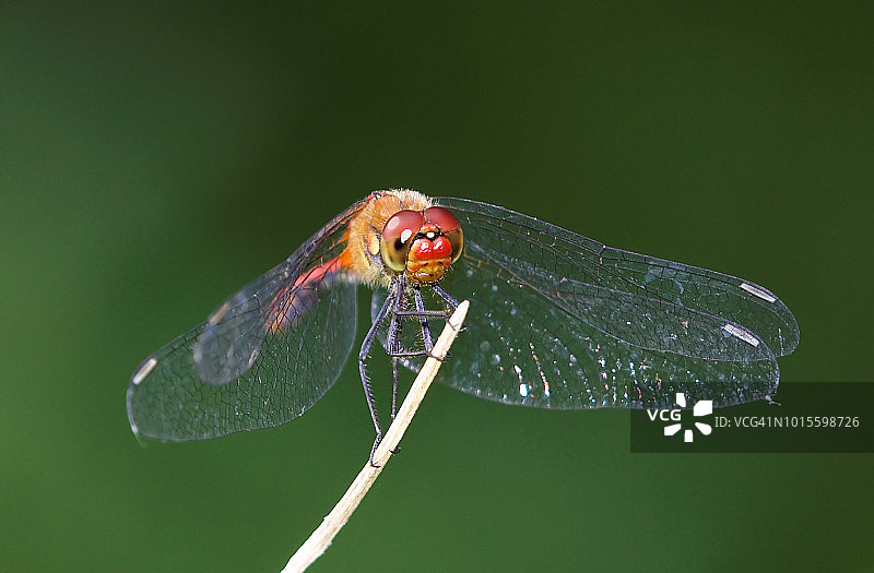 红色的蜻蜓图片素材