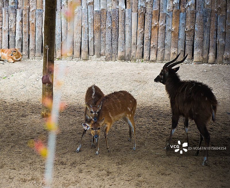 动物园里的西塔通羚羊图片素材