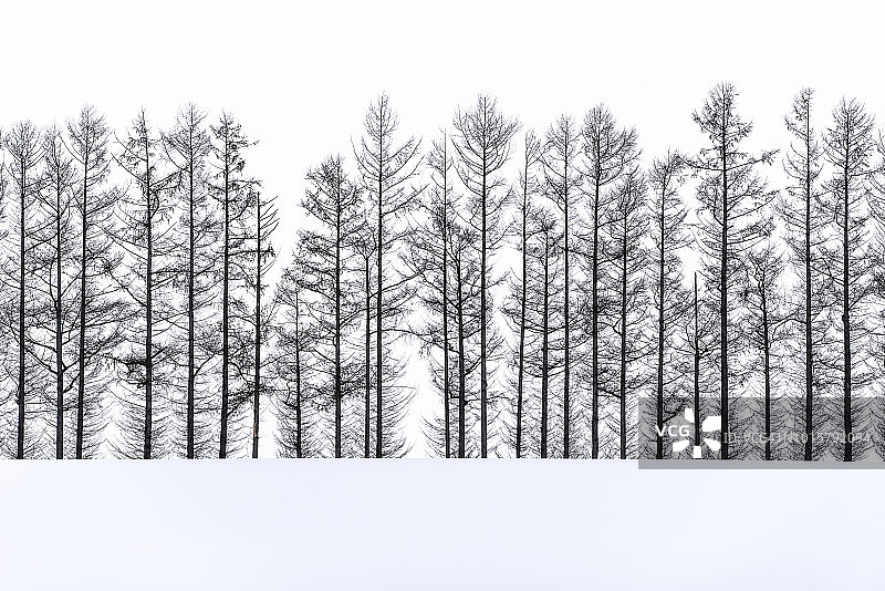 冬季日本北海道美瑛Mild Seven山丘上的雪地松树图片素材