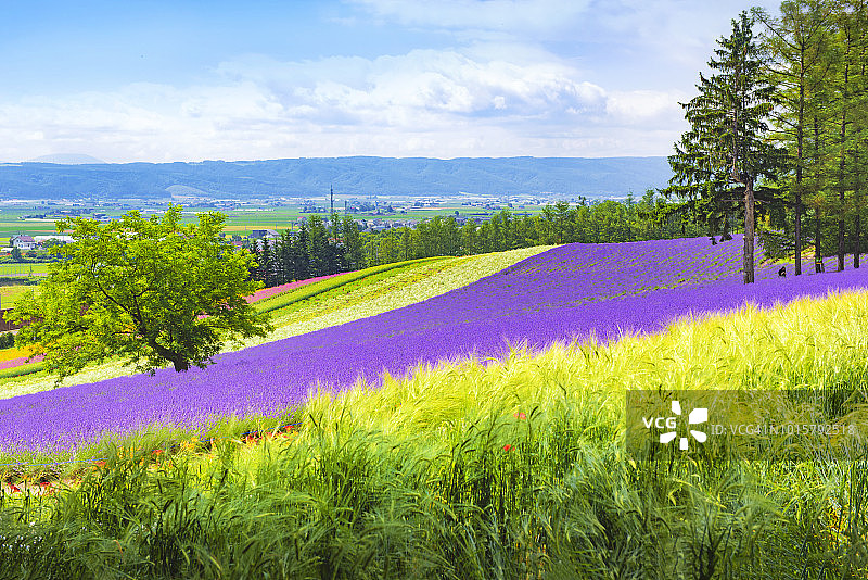 日本富良野Tomita农场夏季彩色花园图片素材