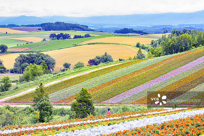 日本北海道富良野四季彩之丘花园夏季花卉图案图片素材