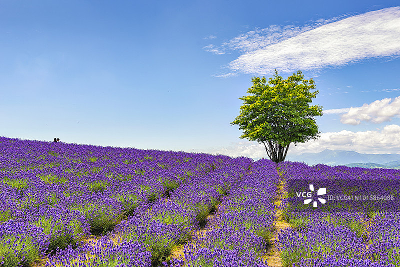 日本上富良野日出农场夏季的孤独树和薰衣草田图片素材