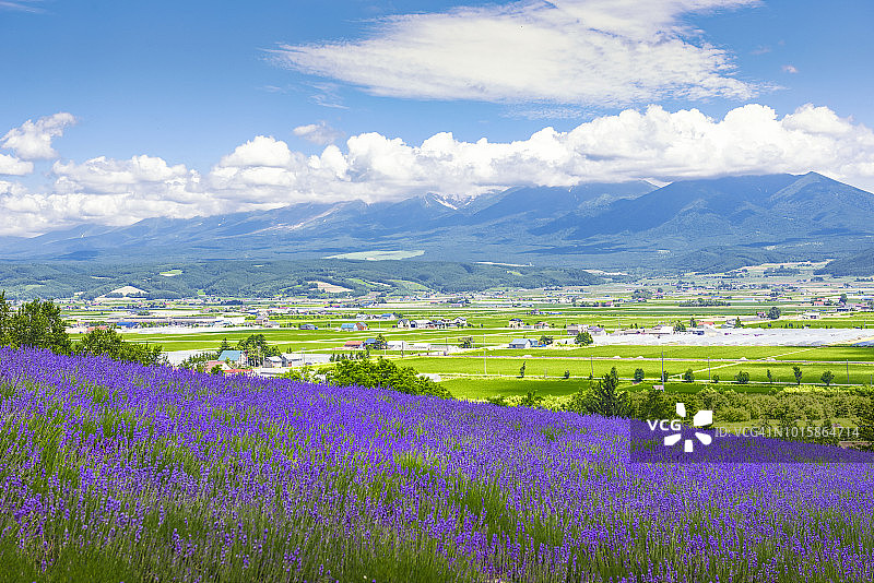 夏季日本北海道富田农场的山坡薰衣草田图片素材