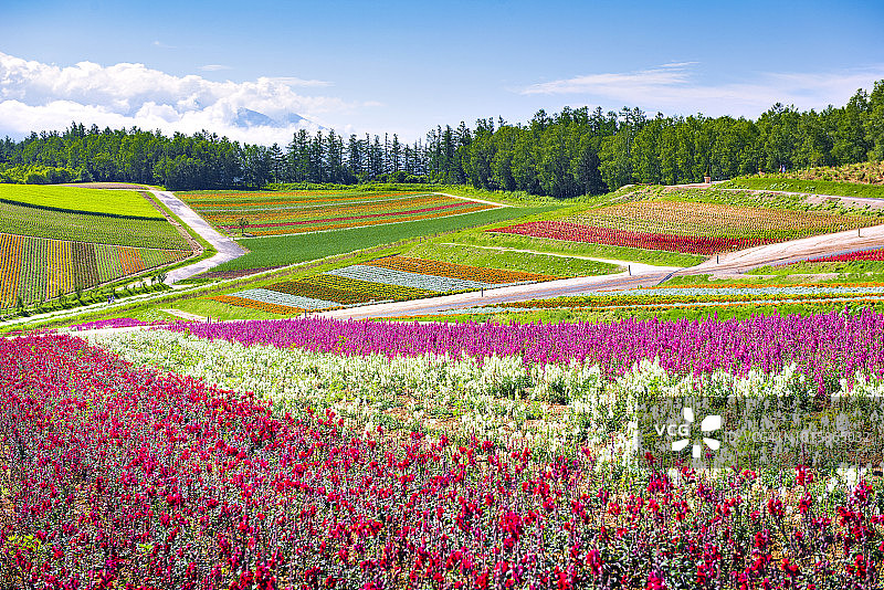 四季彩之丘花田的彩色花园与蓝天，日本北海道图片素材