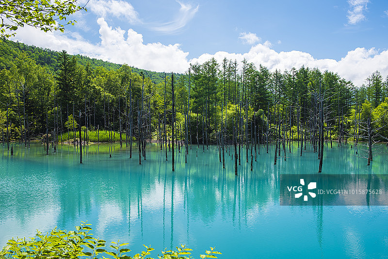 日本北海道美瑛町的蓝色池塘图片素材