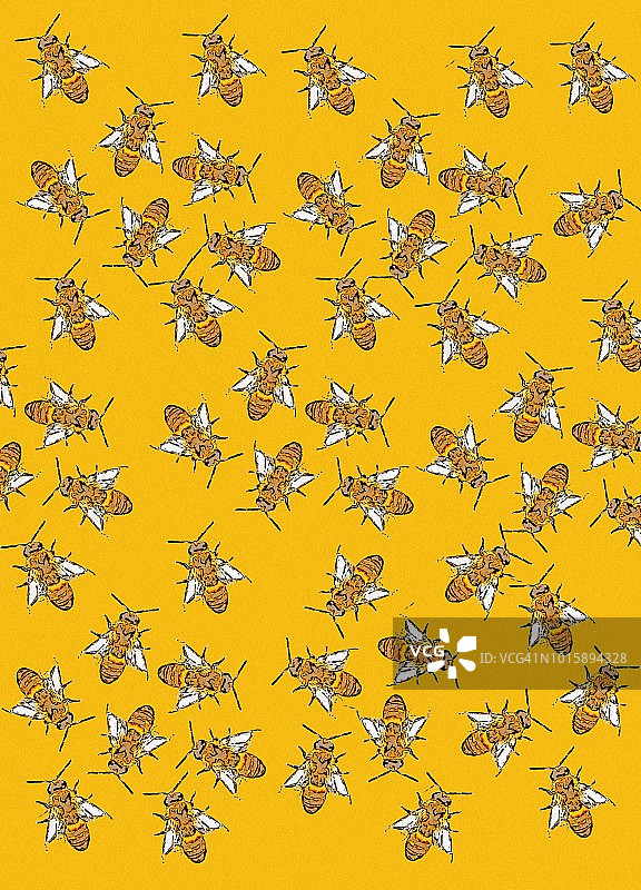 蜜蜂插画图片素材