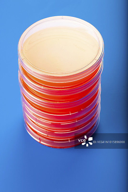 含血琼脂的培养皿图片素材