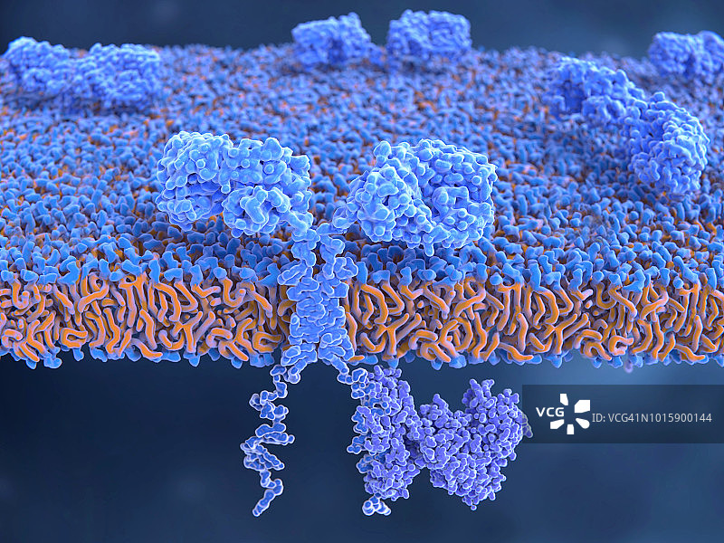 T细胞上的嵌合抗原受体，图示图片素材