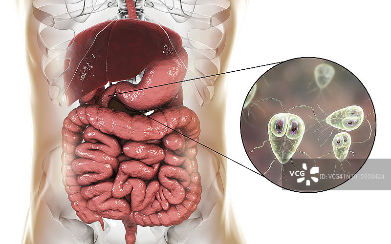 人十二指肠中的兰氏贾第鞭毛虫图片素材