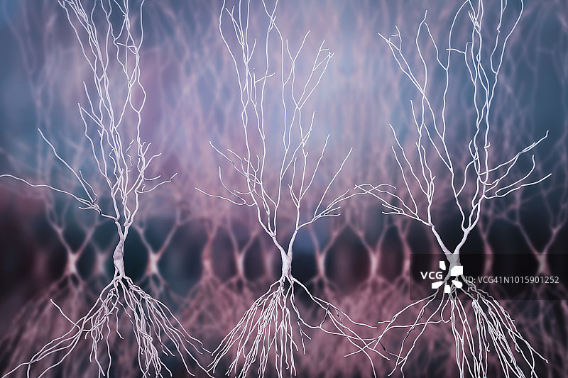 海马神经元插图图片素材