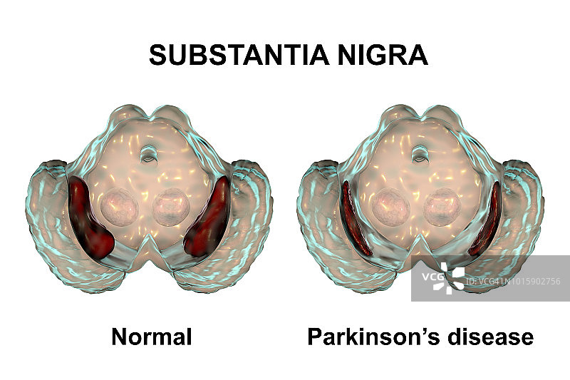 黑质和多巴胺能神经元插图图片素材