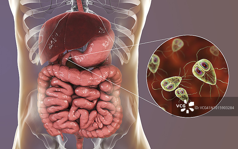 人十二指肠中的兰氏贾第鞭毛虫图片素材