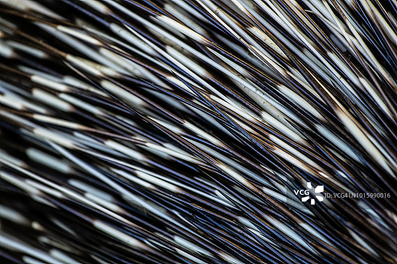 豪猪刺特写图片素材