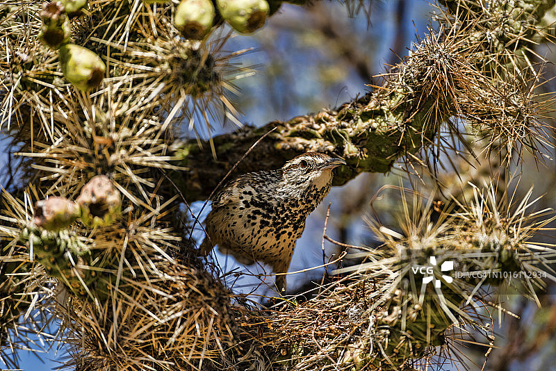 仙人掌上的仙人掌鹪鹩图片素材