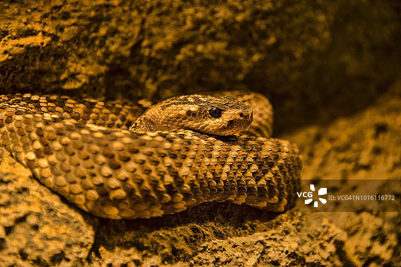 黑尾响尾蛇图片素材