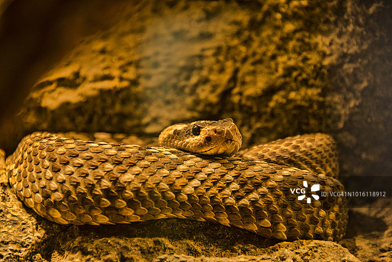 黑尾响尾蛇图片素材