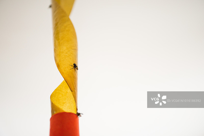 粘蝇纸上的苍蝇图片素材