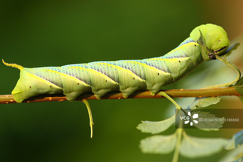 蛾幼虫图片素材