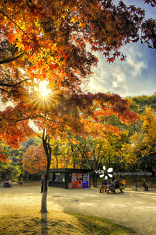 秋日森林漫步图片素材