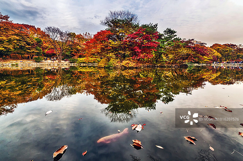 秋树环绕的池塘中的金鱼图片素材