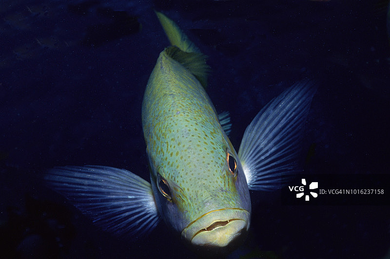 黄尾鲷正面图图片素材