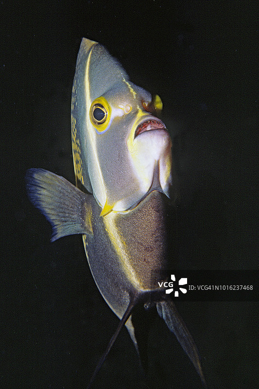 法国神仙鱼图片素材