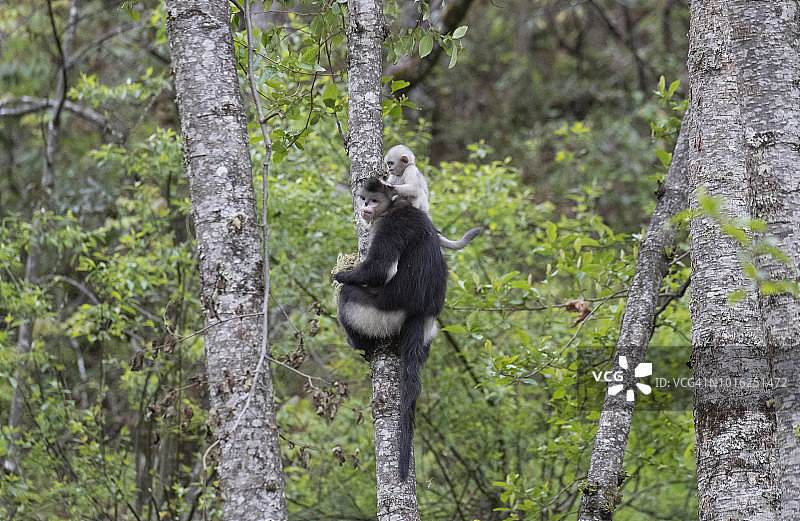 黑仰鼻猴图片素材