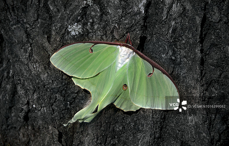 春天的蝴蝶图片素材