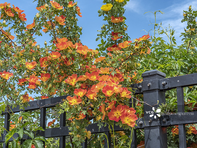 盛开的野生玫瑰图片素材