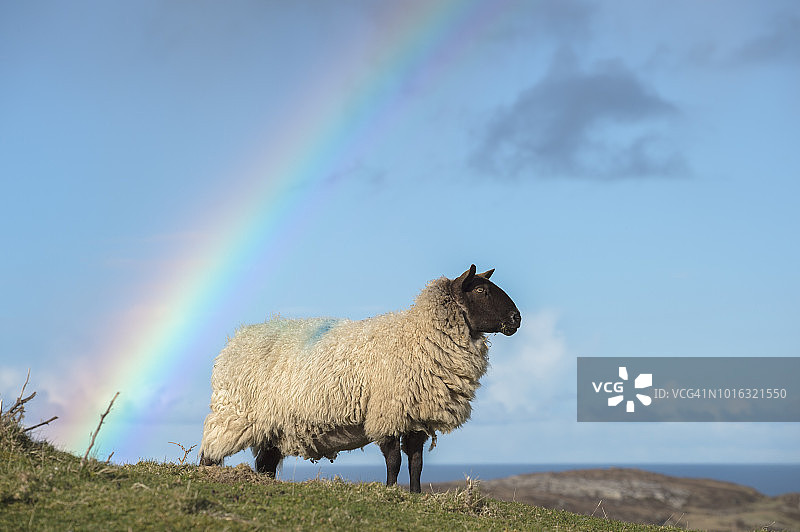绵羊站在山坡上，背景是彩虹，丁格尔，凯里，爱尔兰图片素材