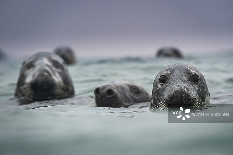 一群灰海豹（Halichoerus grypus），头部露出水面，位于爱尔兰凯里郡丁格尔的布拉斯科特岛图片素材