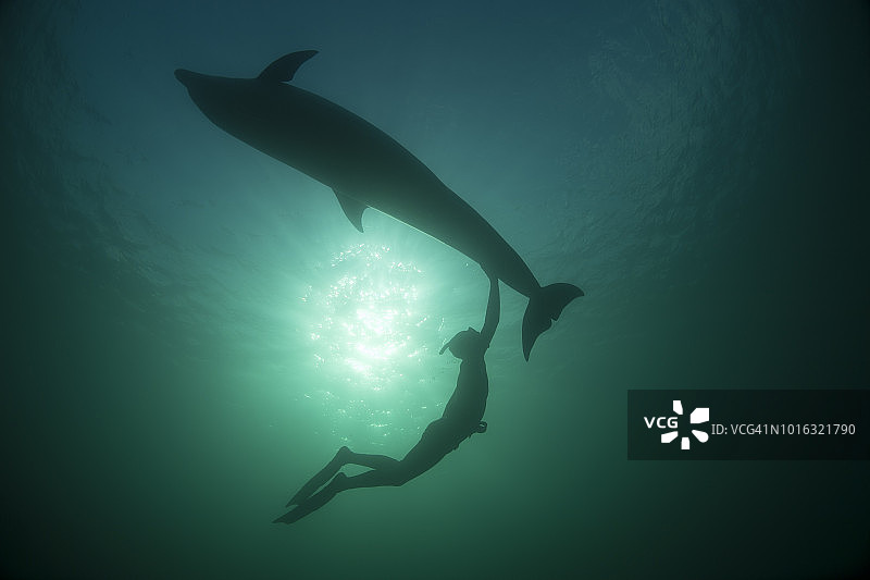 与宽吻海豚（Tursiops truncates）一起自由潜水的女人，水下视角，爱尔兰克莱尔郡都林图片素材