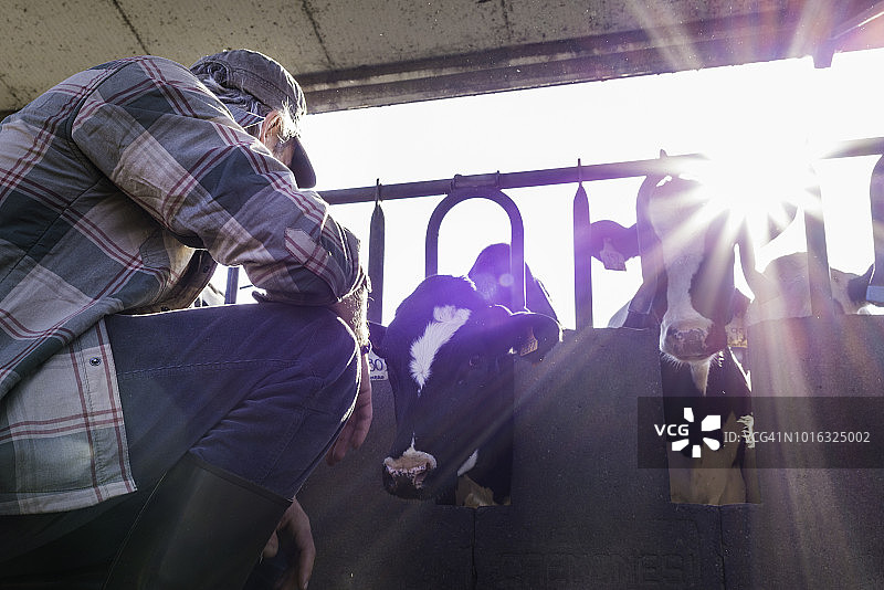 奶牛场工人检查奶牛的健康状况图片素材
