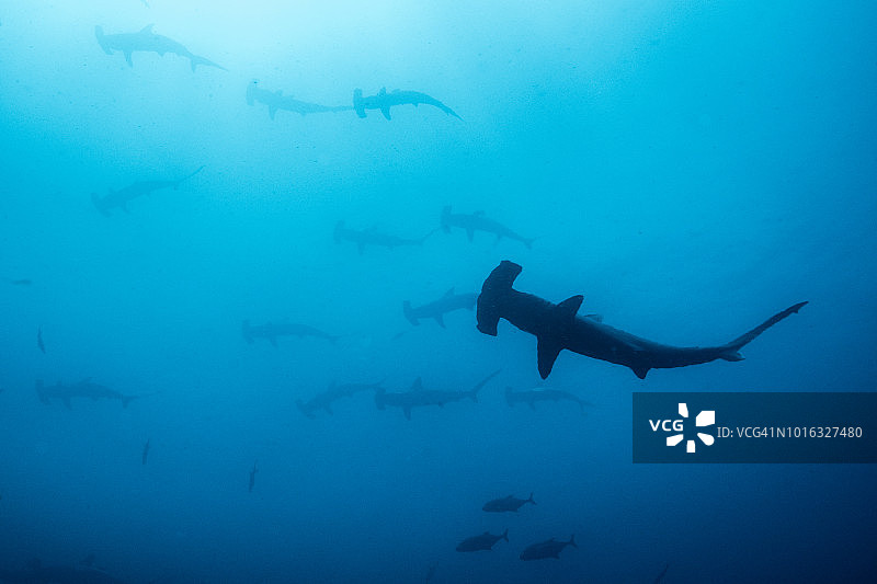 哥斯达黎加蓬塔雷纳斯的扇形锤头鲨群图片素材