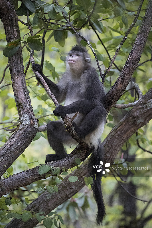 树上的黑金丝猴图片素材