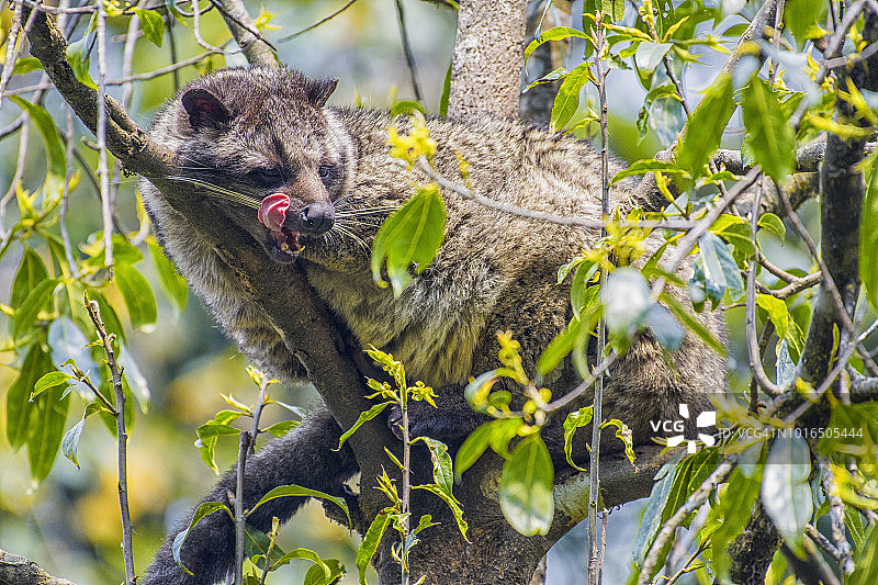 喜马拉雅棕榈麝香猫在树上休息图片素材