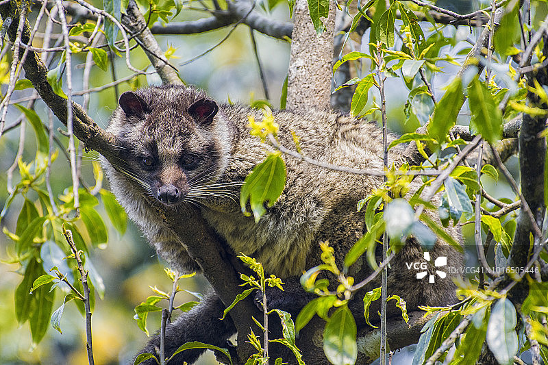 喜马拉雅棕榈麝香猫在树上休息图片素材