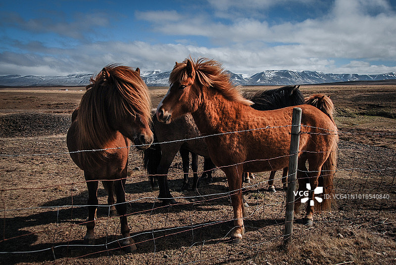 冰岛马群图片素材