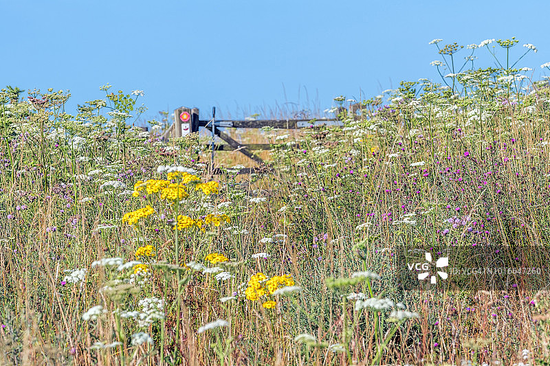 田野上的野花与大门图片素材
