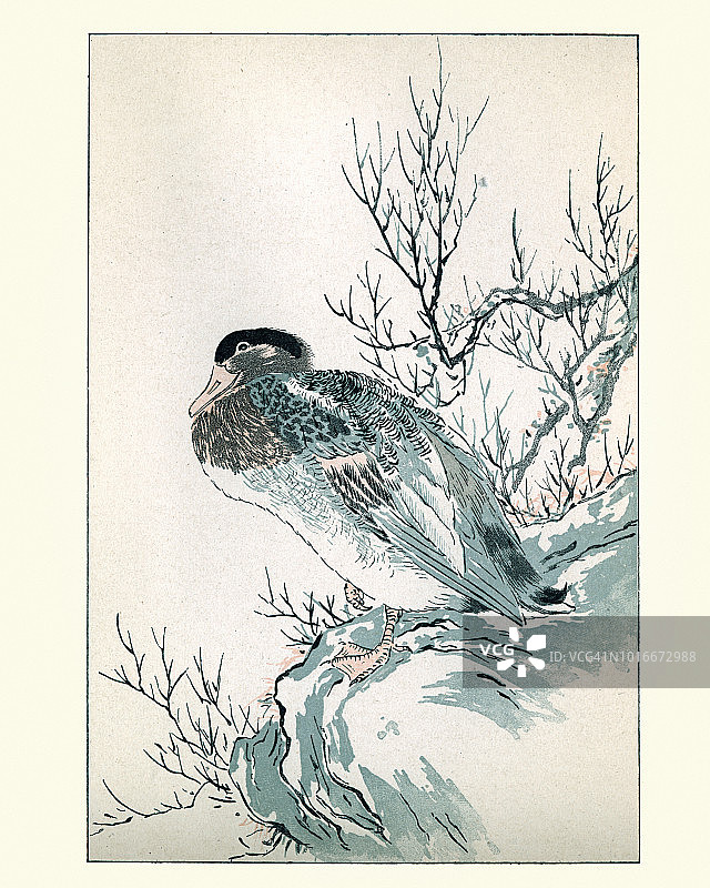 日式鸭子绘画作品图片素材