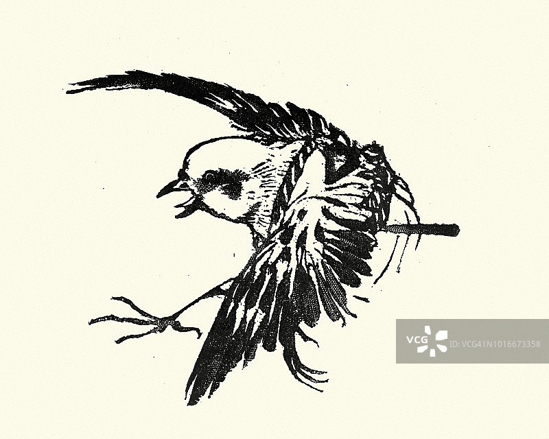 日本艺术：鸣禽素描图片素材