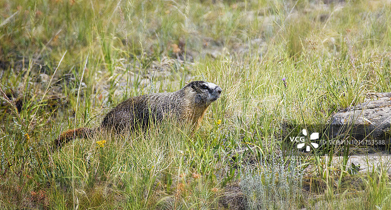 加拿大艾伯塔省野牛跳崖处的旱獭图片素材