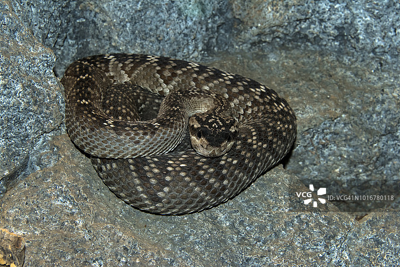 黑尾响尾蛇图片素材