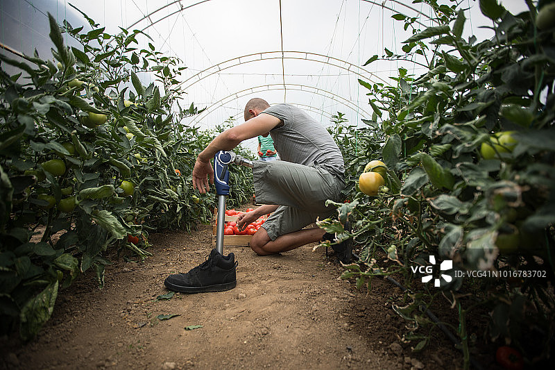 在农场工作的残疾人图片素材