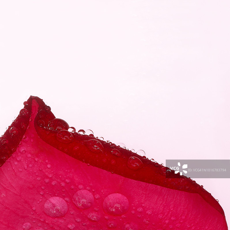 深粉色玫瑰花瓣上的水滴图片素材