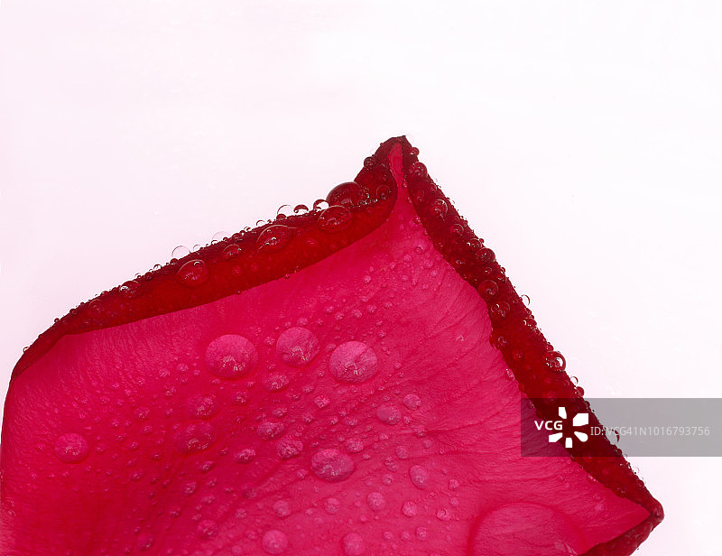 带有水滴的深粉色玫瑰花瓣特写图片素材