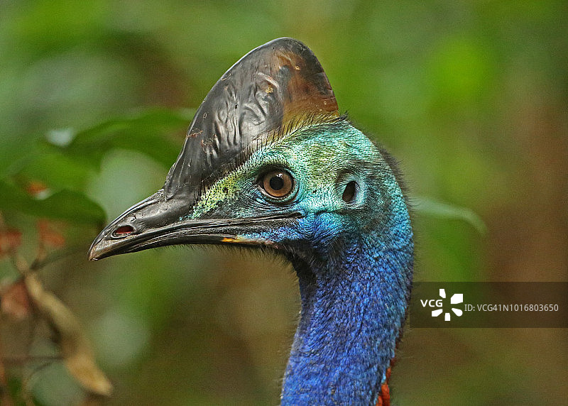 南方食火鸡头部特写，昆士兰图片素材