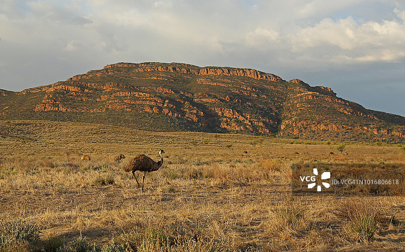 弗林德斯山脉中的鸸鹋图片素材