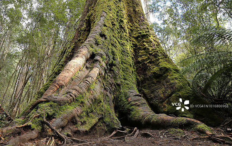 塔斯马尼亚菲尔德山国家公园的巨型沼泽桉树图片素材