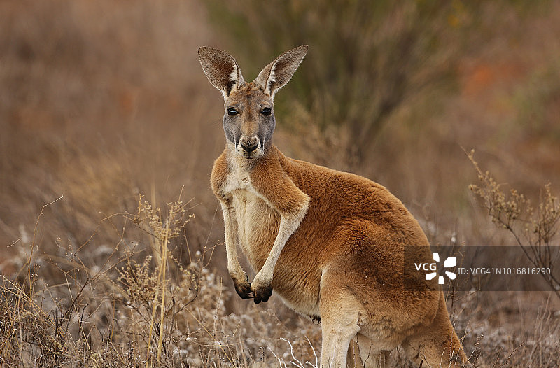 澳洲内陆红袋鼠肖像图片素材